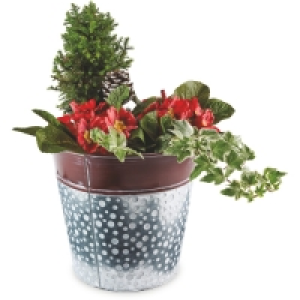 Aldi  Outdoor Festive Planter