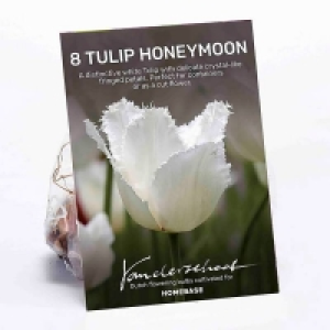 Tulip Honeymoon