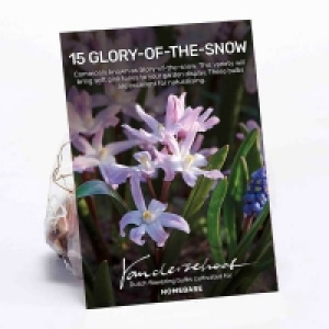 Chionodoxa Rosea £3.00