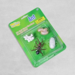 InExcess  Insect Lore - Ant Lifecycle Stages