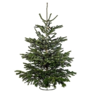 Homebase  180-200cm (6-7ft) Real Cut Nordman Fir Christmas Tree