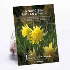 Daffodil Rip van Winkle