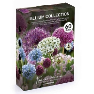 Allium Flower bulb Collection £9.00