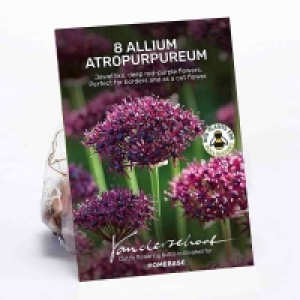 Allium Atropurpureum Plant Bulbs