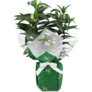 Festive Gift Wrapped Plant