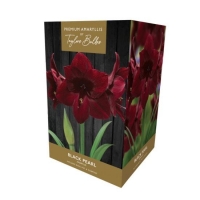 RobertDyas  Taylors Bulbs Amaryllis Premium Gift Black Pearl