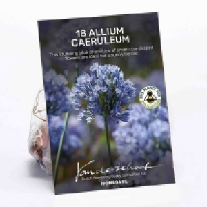 Allium Caeruleum