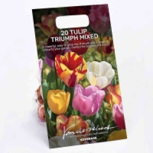 Tulip Triumph Mixed