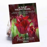 Homebase  Tulip Pacific Pearl