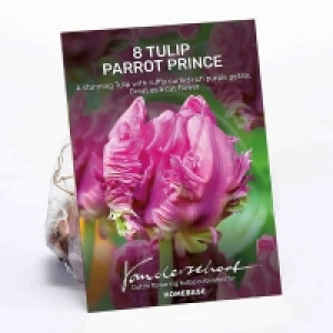 Tulip Parrot Prince