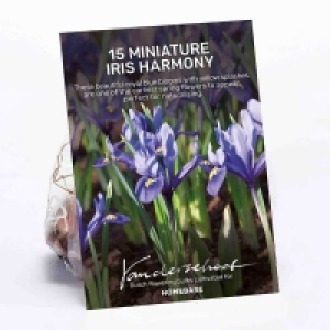 Miniature Iris Harmony