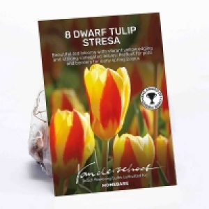 Tulip Stresa Flower Bulbs