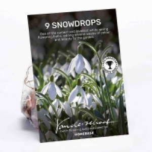 Galanthus Woronowii Plant Bulbs
