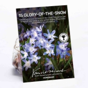 Chionodoxa luciliae Blue Flower bulbs