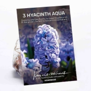 Hyacinth Aqua