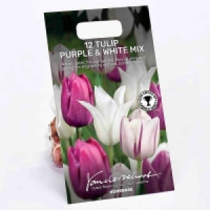 Tulip Purple mix