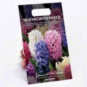 Hyacinth Mixed