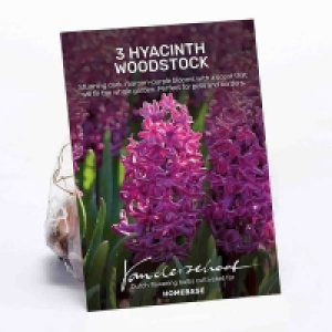 Hyacinth Woodstock