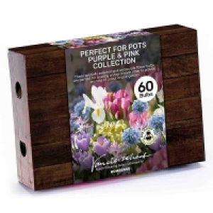 Perfect for Pots Purple & Pink Collection