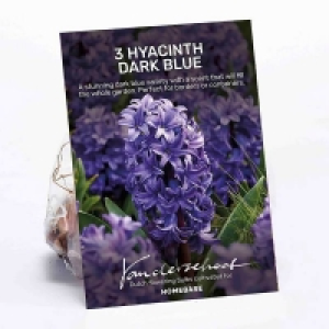 Hyacinth Dark Blue