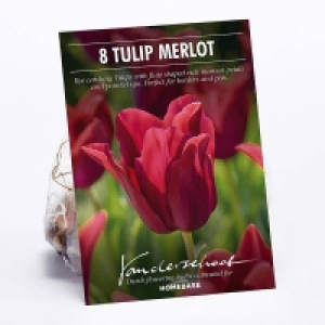 Tulip Merlot Flower Bulbs