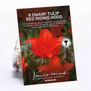 Dwarf Tulip Red Riding Hood