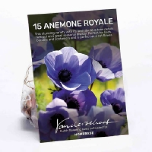 Anemone Royale Flower bulbs
