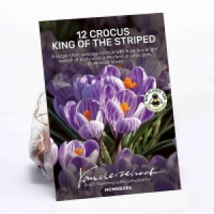 Crocus King of the Striped