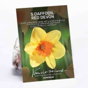 Daffodil Red Devon