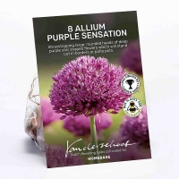 Homebase  Allium Purple Sensation