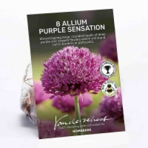 Allium Purple Sensation