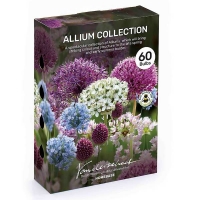 Homebase  Allium Flower bulb Collection