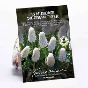 Muscari Siberian Tiger