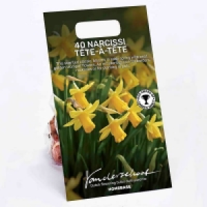 40 Narcissus Tete-a-Tete