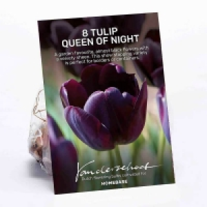 Tulip Queen of Night
