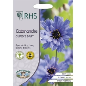 RHS Catananche Cupids Dart