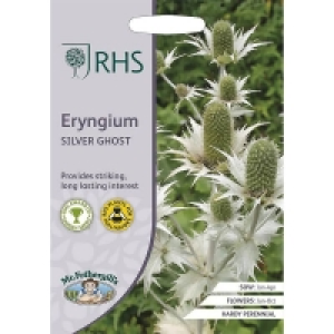 RHS Eryngium Sliver Ghost