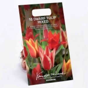Dwarf Tulip mixed