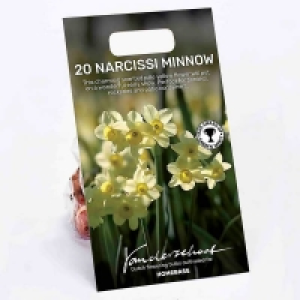 Narcissus Minnow