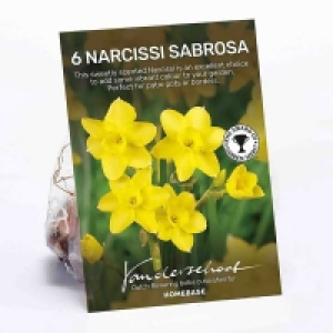 Narcissus Sabrosa