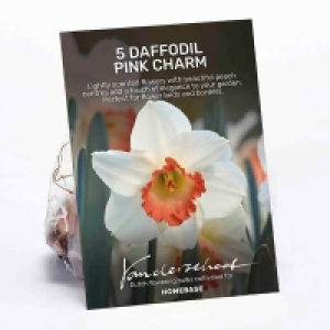 Daffodil Pink Charm Plant Bulbs