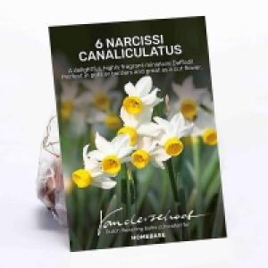 Narcissus Canaliculatus