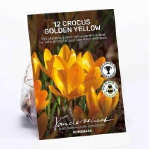 Crocus Golden Yellow