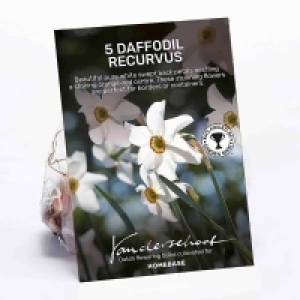 Daffodil Recurvus