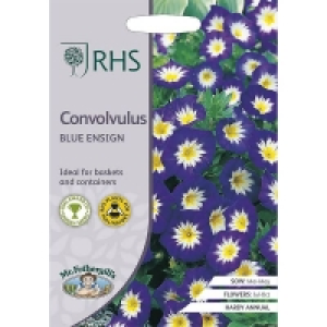 RHS Convolvulus Blue Ensign
