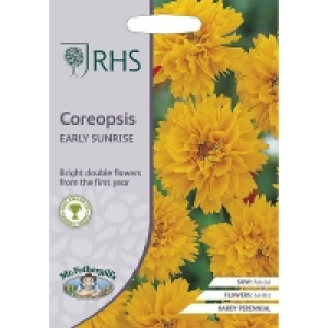 RHS Coreopsis Early Sunrise