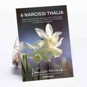 Narcissus Thalia