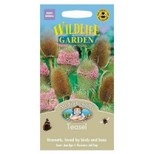 Mr. Fothergills Teasel Seeds