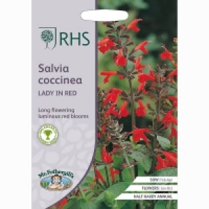 RHS Salvia Coccinea Lady in Red