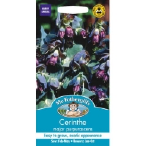 Mr. Fothergills Cerinthe Major Purpurascens Seeds
